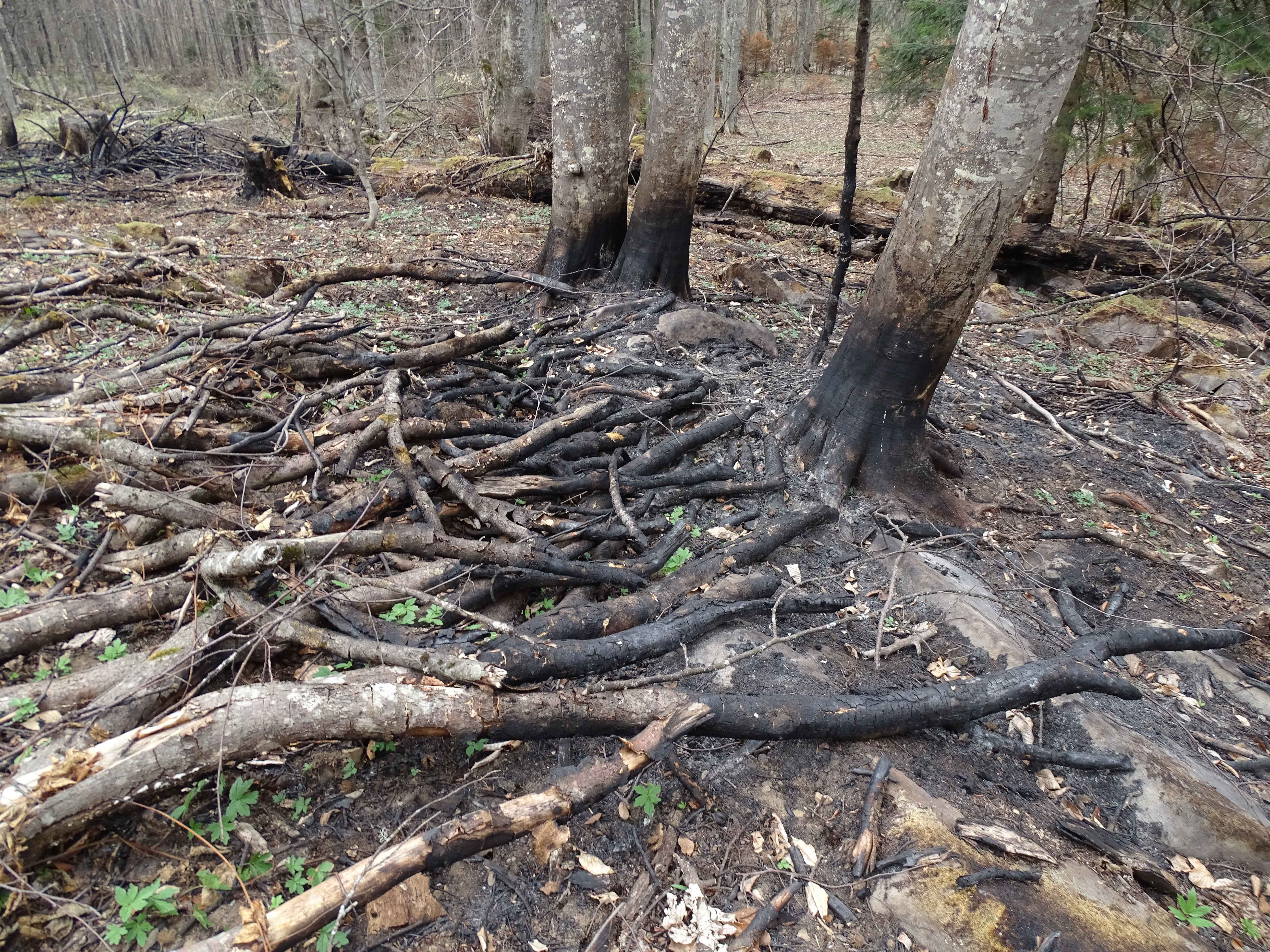 Зарастание пожарища. Деревья после пожара. Поваленные деревья после пожара поделка.